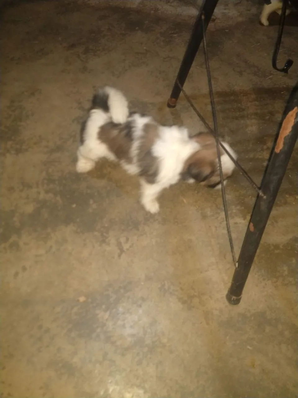Filhote de Shih Tzu fêmea
