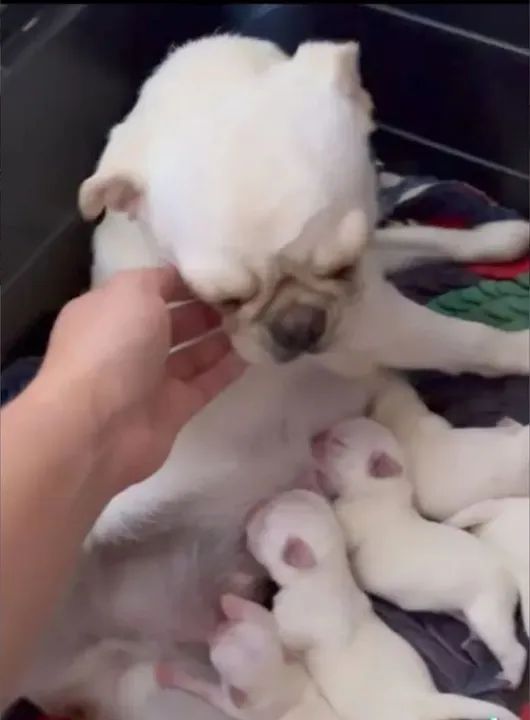 Filhotes de pug (última branca) - Foto 3