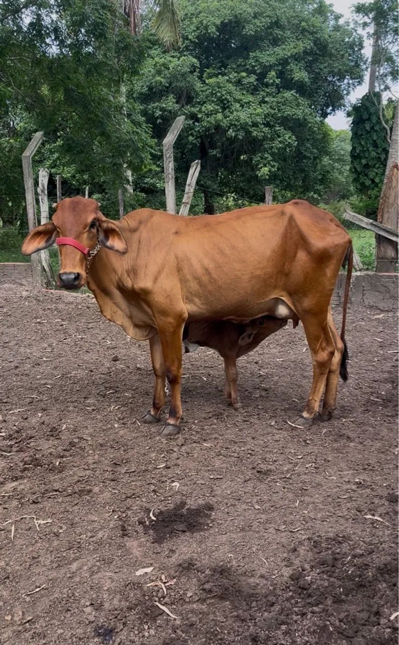 Vaca com bezerro  - Foto 2