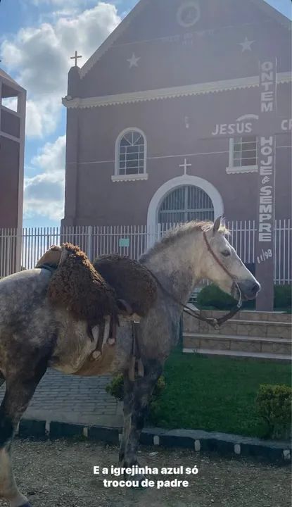 Cavalo tordilho  - Foto 5