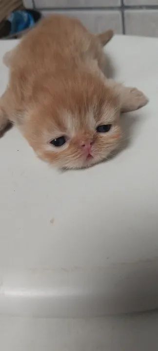 Dois Gatinhos Persas Lindos par3 femeias e 1 macho de persa.  1500 fêmea e 1200 maa Adoção - Foto 2