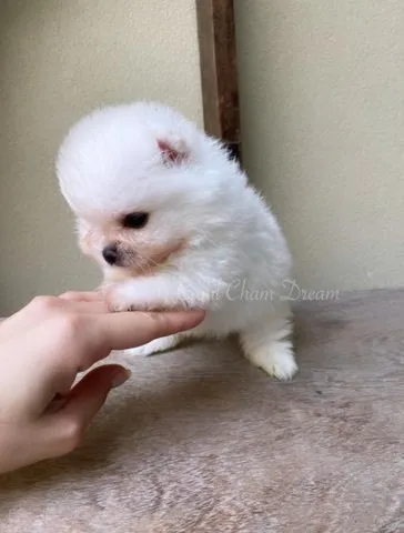 Filhotes de Spitz Alenão (Lulu da Pomerânia)