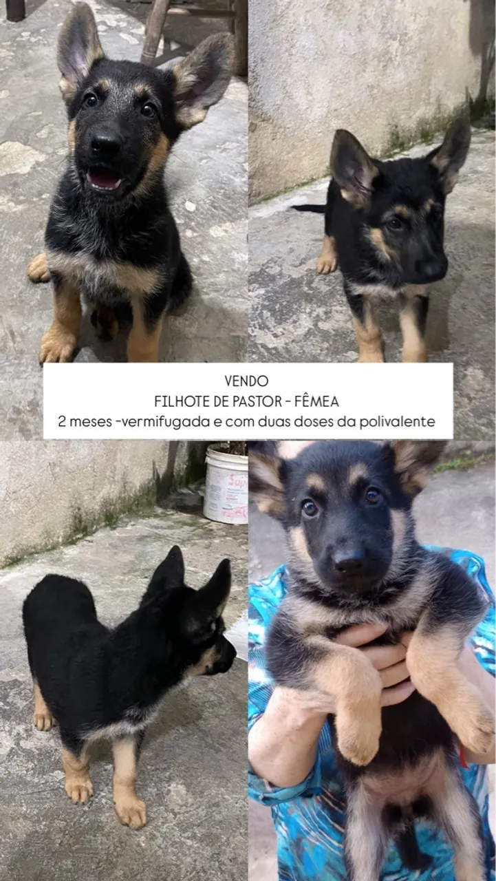 Filhote de Pastor Fêmea - 2 meses