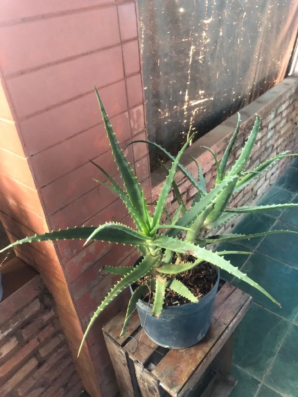 alocasia  - Foto 3