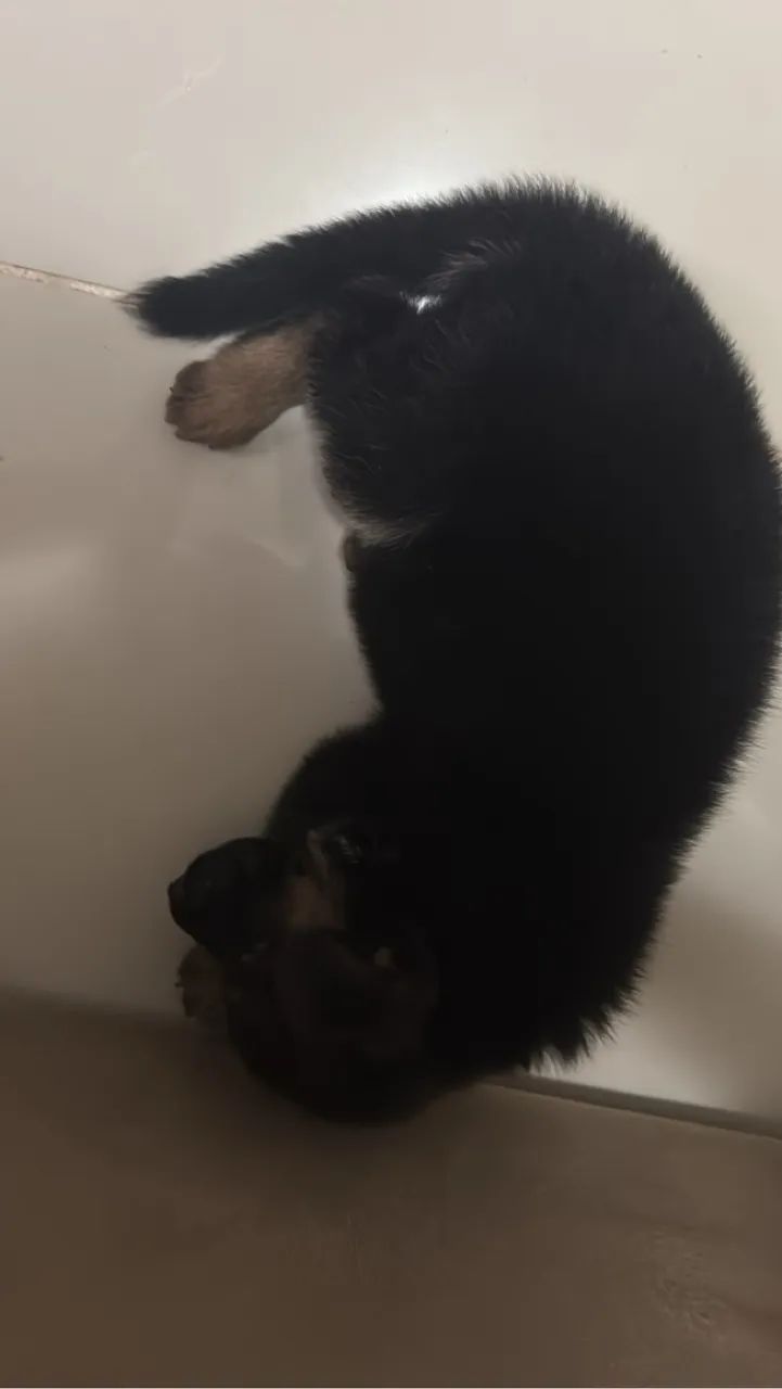 Filhote de pastor alemão  - Foto 2