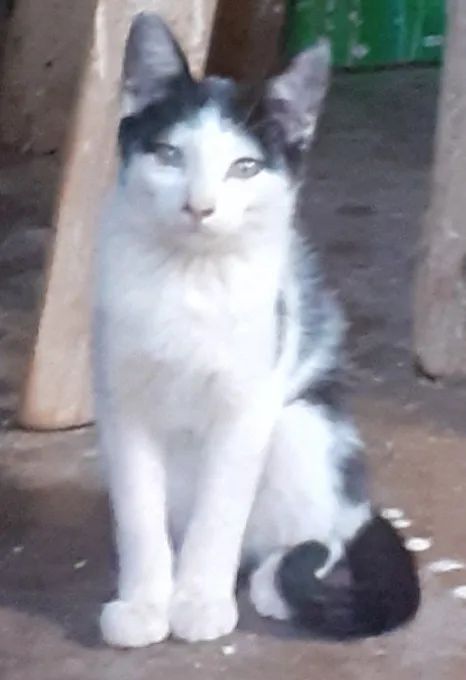 Doação de gatos! - Foto 2