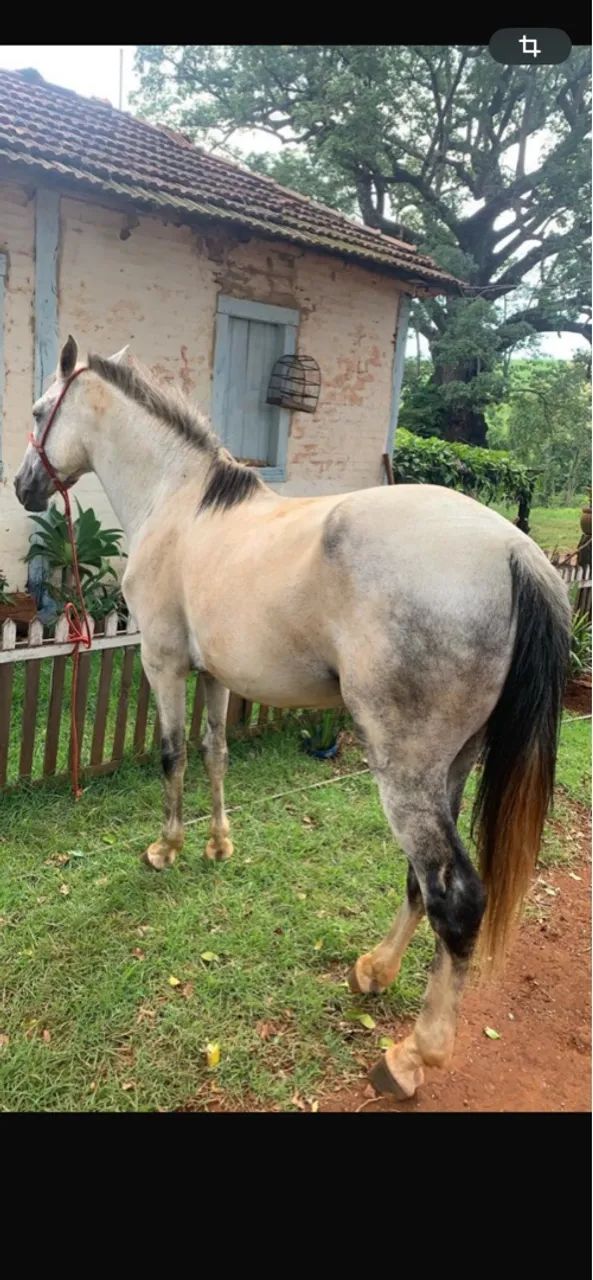 Égua meio sangue  - Foto 2