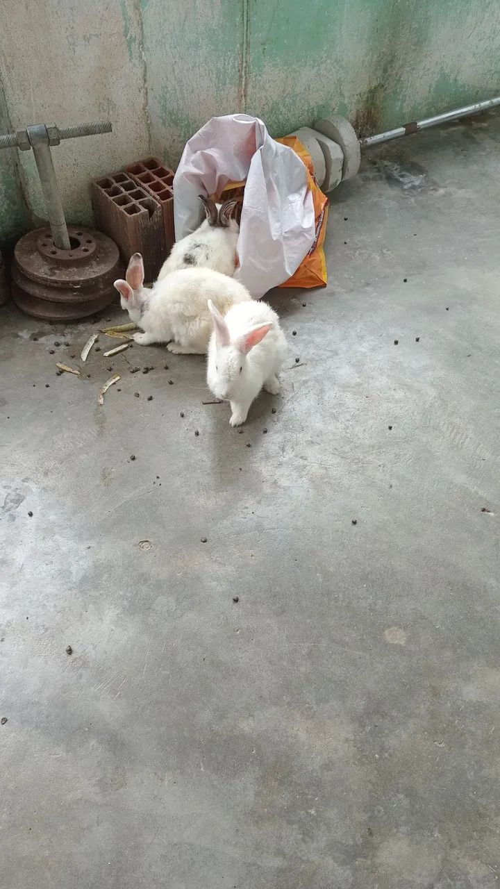 Coelhos brancos fofinhos para adoção