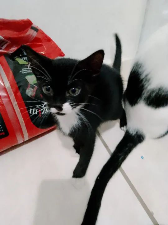 Gatinhos preto e branco disponível para adoção - Foto 2