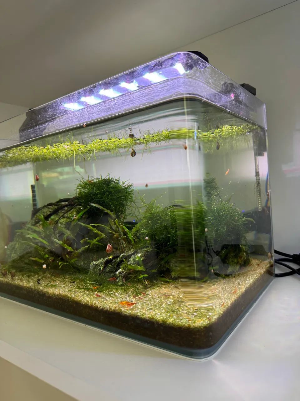 Aquário de 20l