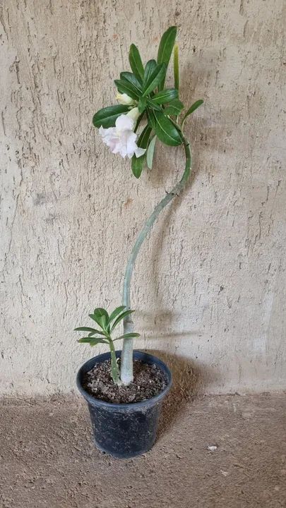 Rosa do Deserto - Foto 2