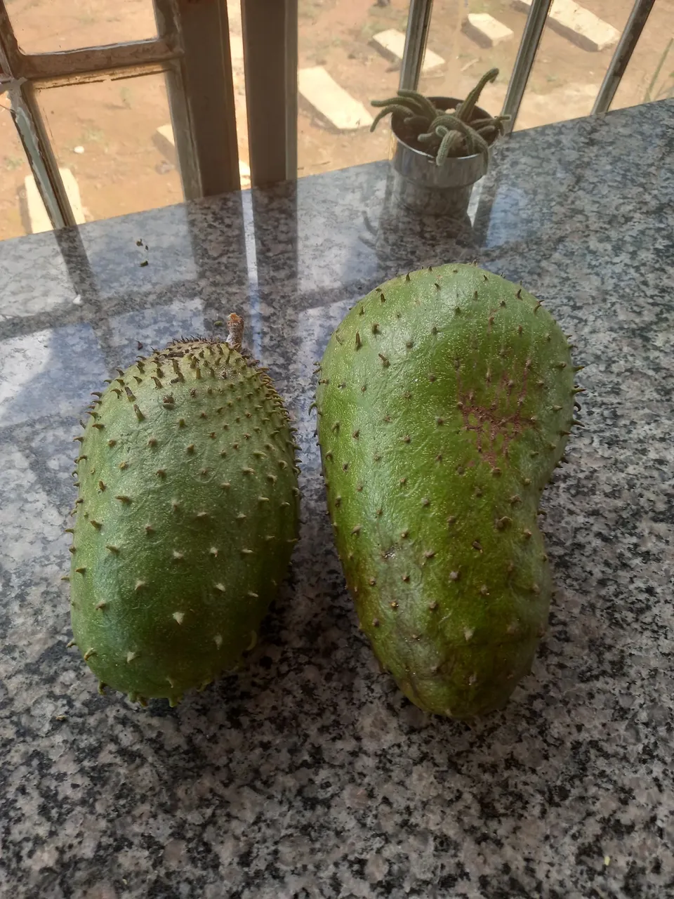Soursop (Graviola) fresco - Pronta para comer