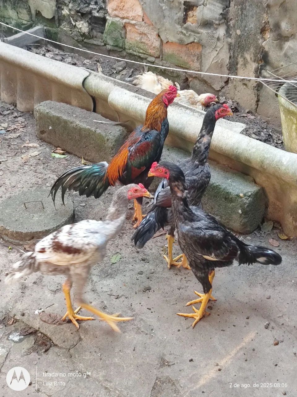 Galos e frangos raça  - Foto 4
