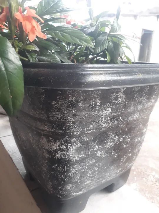 Planta de Jardim com Flores Laranjas - Foto 2