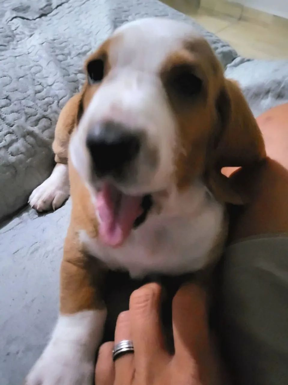 Filhote de Basset Hound