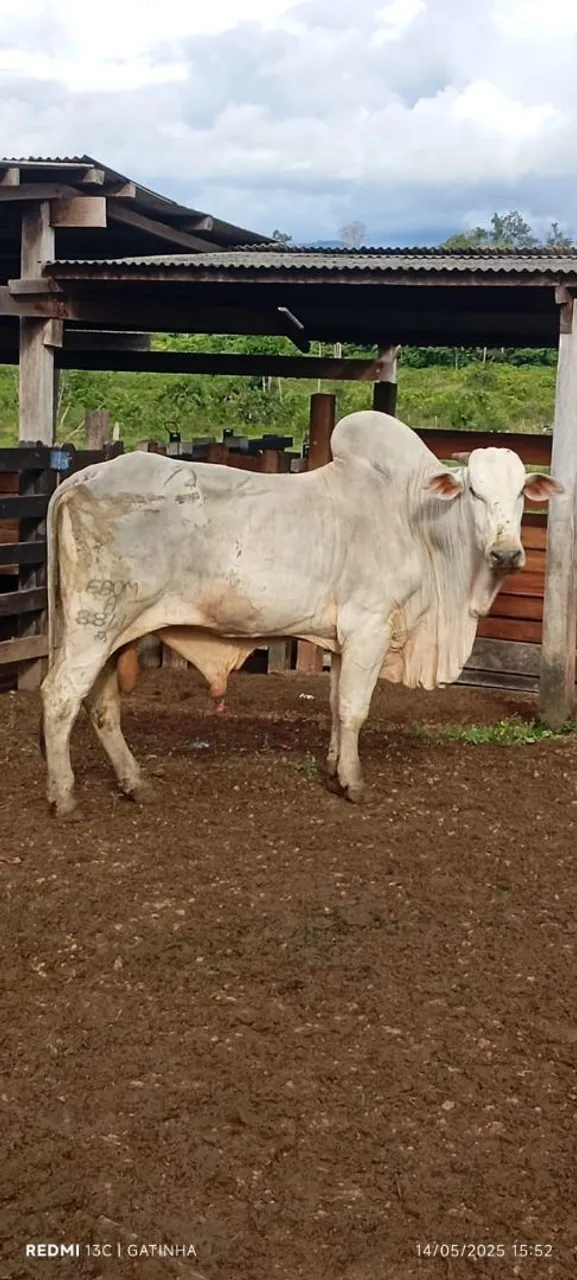 Touro Nelore