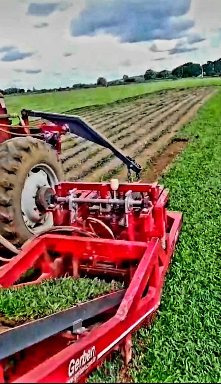 Grama Esmeralda, Batatais, São Carlos, Zeon Zoysia e Bermudas  - Foto 3