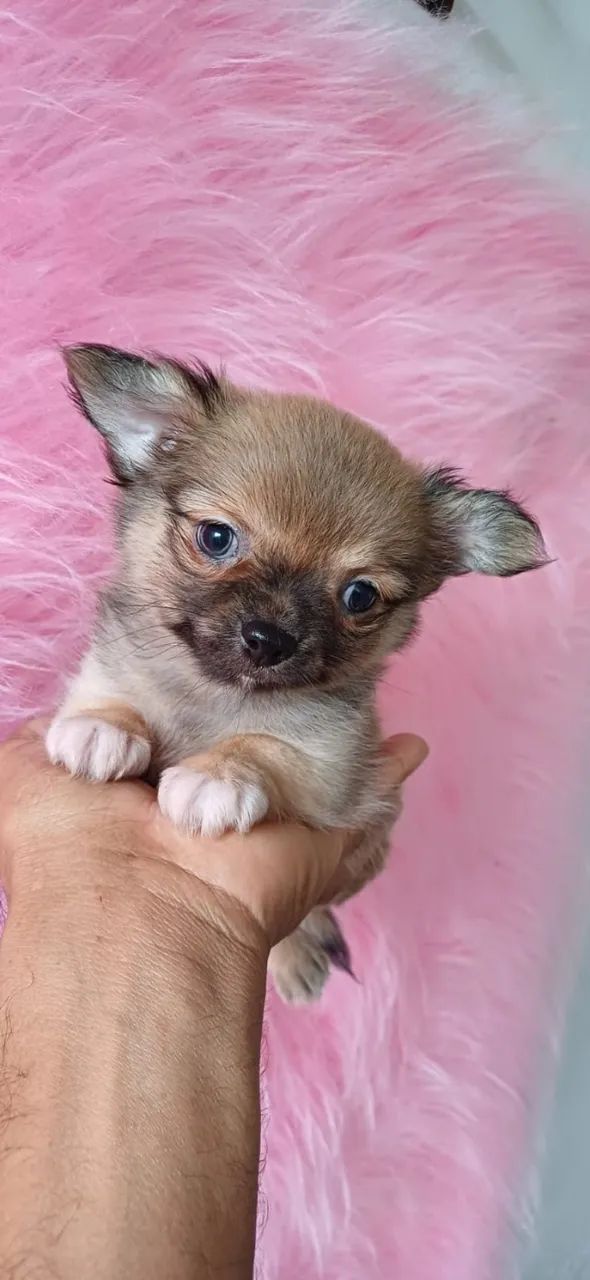 Chihuahua de Pelo Longo - Um filhote elegante e carinhoso para sua família! - Foto 2