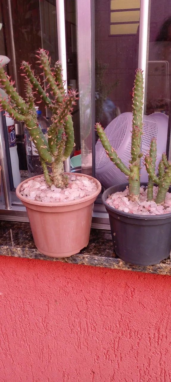 Cactos e Suculentas - Foto 4
