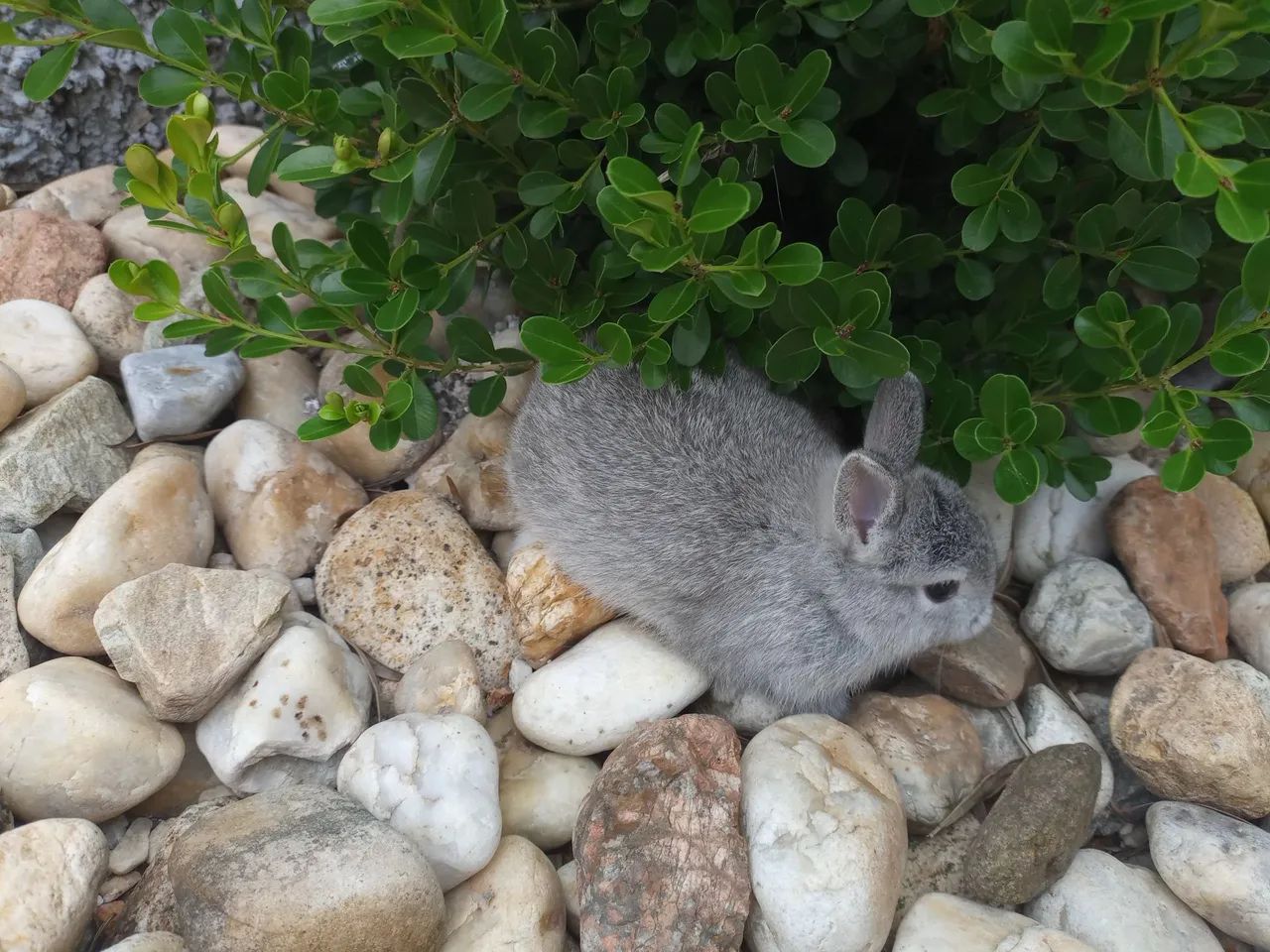 Anão Netherland  - Foto 3