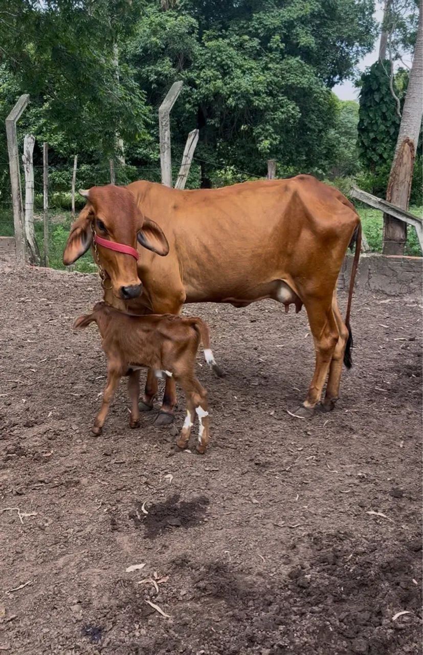 Vaca com bezerro  - Foto 3