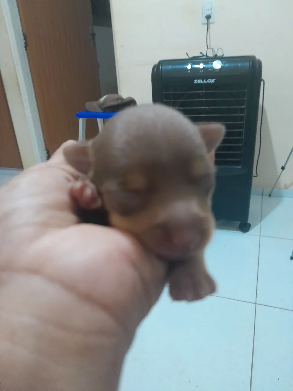 PINSCHER N 1