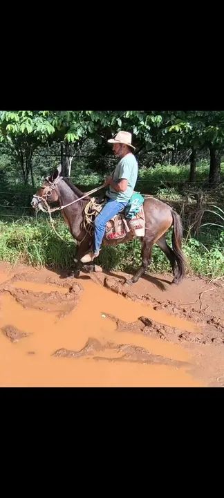 Burro Marchador excelente De sela  - Foto 2