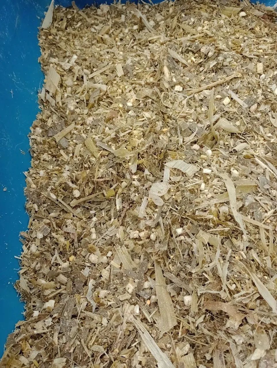 Silagem de Milho Integral  - Foto 2