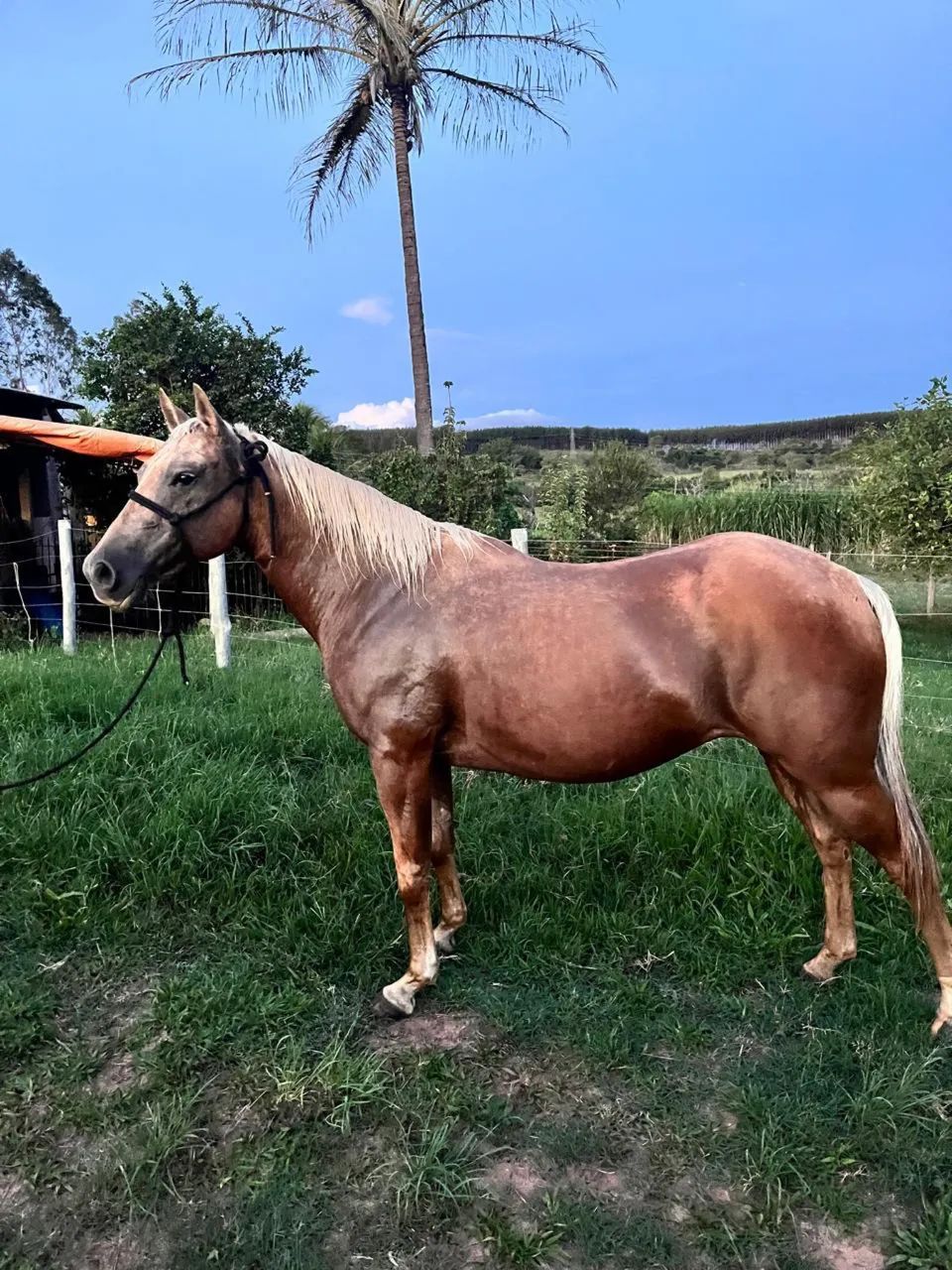 Égua quarto milha com registro - Foto 2