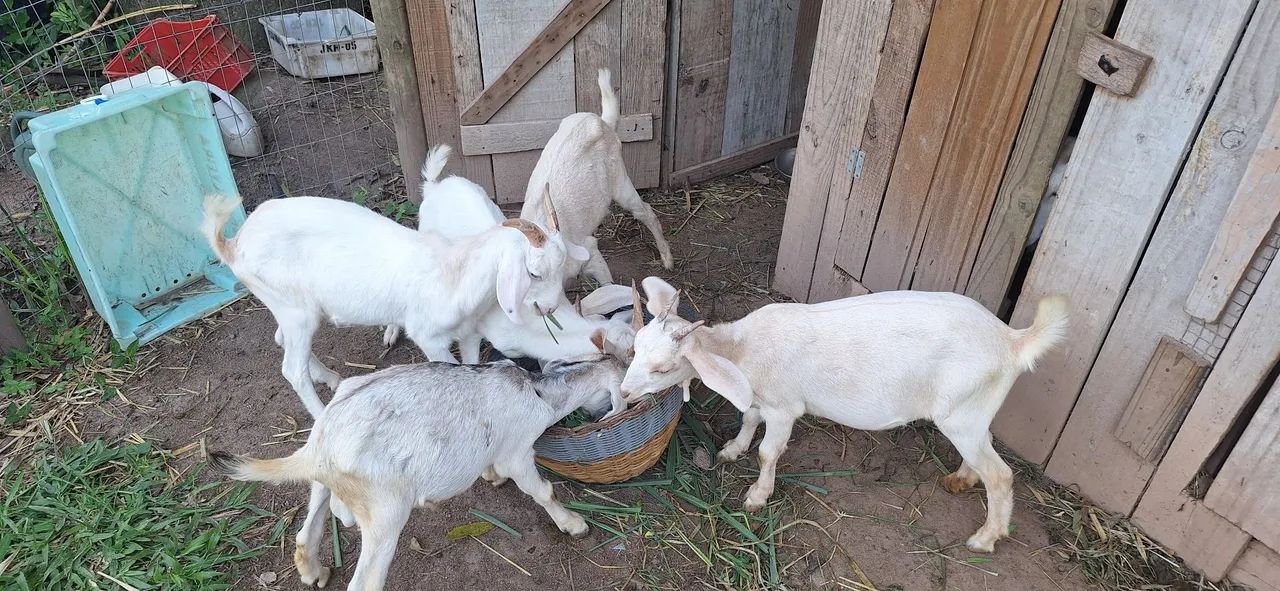 Cabras leiteras  - Foto 3