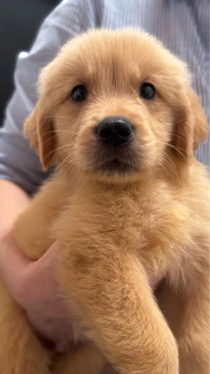 Filhote Golden Retriever