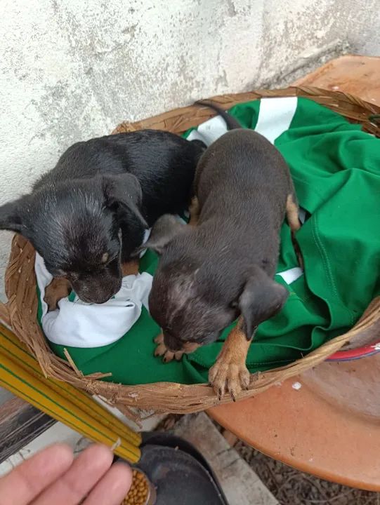 Vendo 2 filhotes de pinscher fêmea 