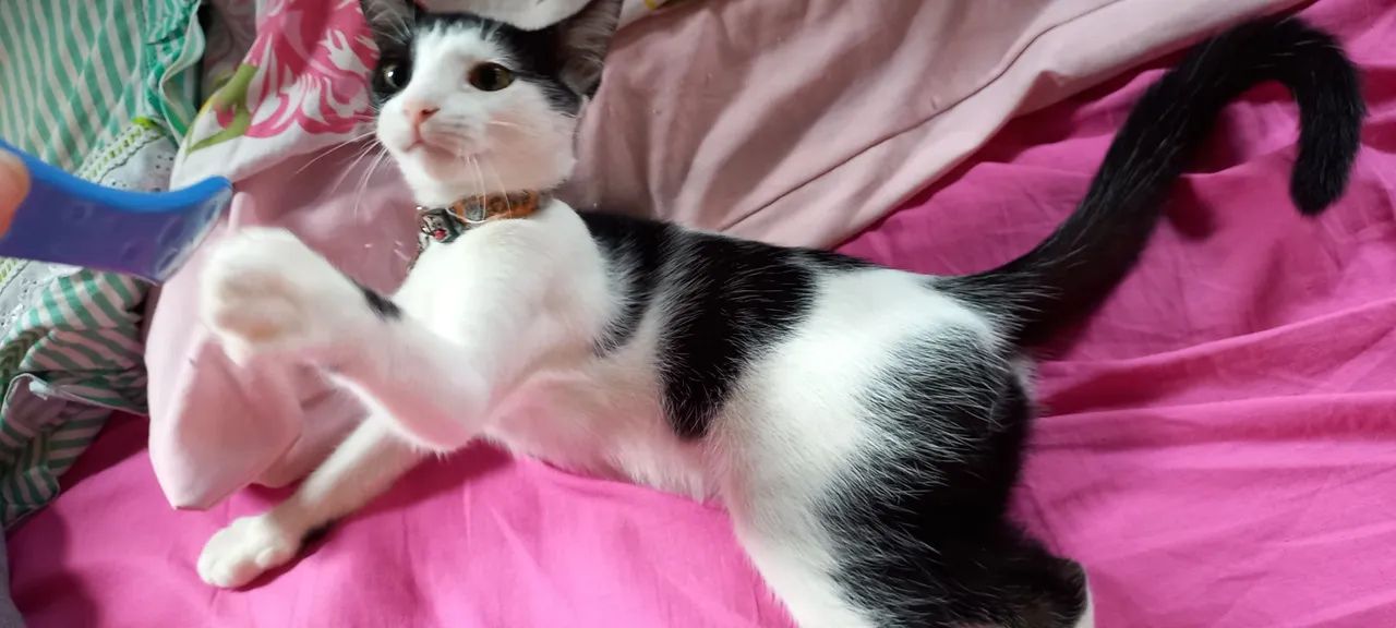 Gata frajola adoção - Foto 3
