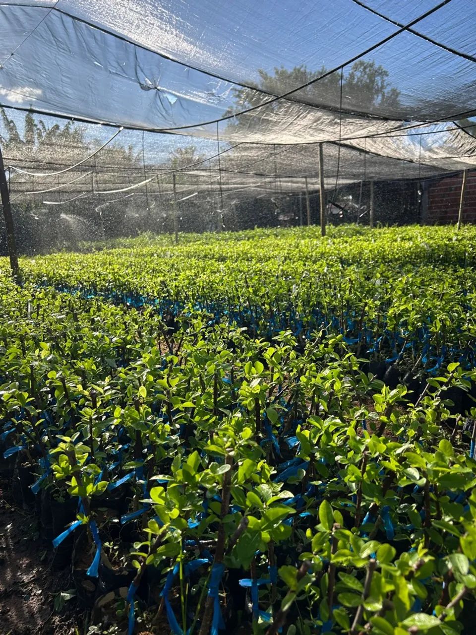 Mudas de plantas para produção rural - Foto 3