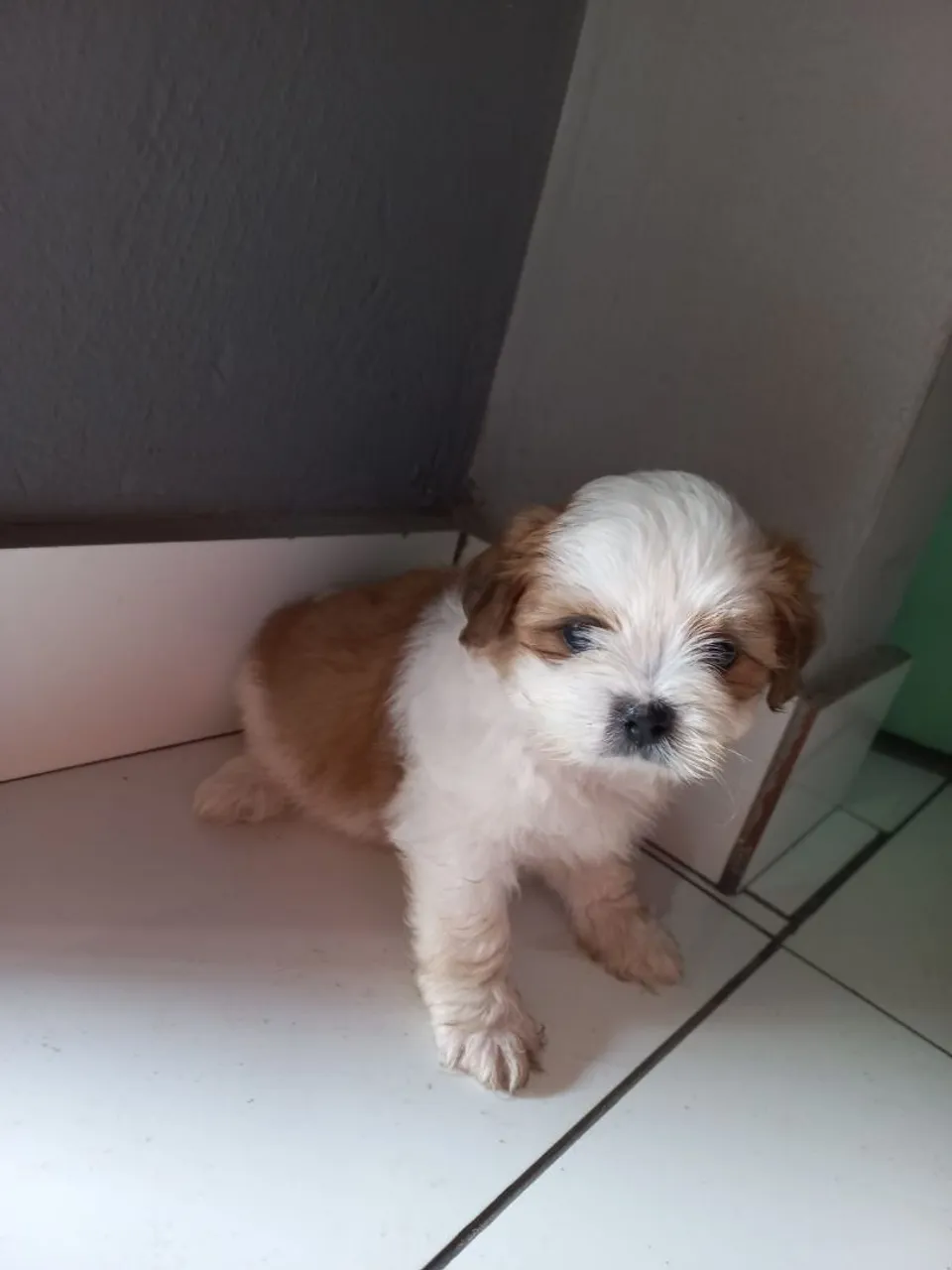 Filhote de Shih Tzu fofo e carinhoso