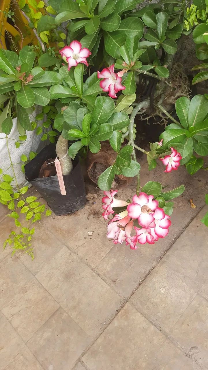 Adenium. Rosa do deserto. Plantas ornamentais, Árvores frutíferas, Enxertadas  - Foto 2