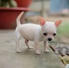 chihuahuas M e F a pronta entrega para alegrar seu lar 