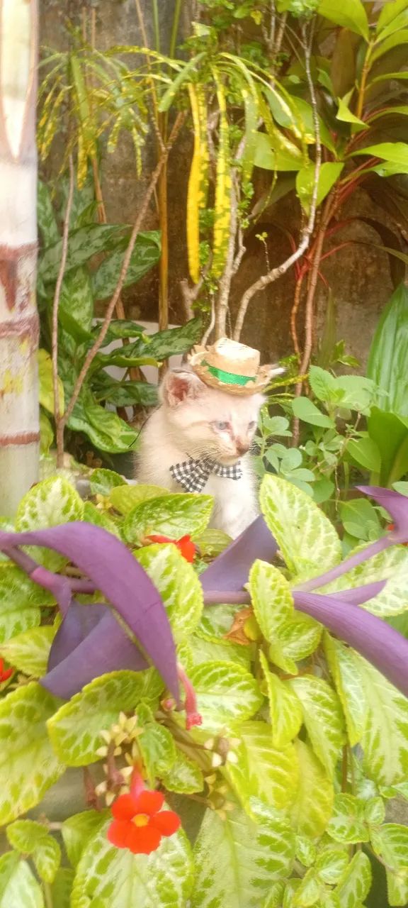 Gatinho (MACHO)branco disponível para adoção responsável  - Foto 2