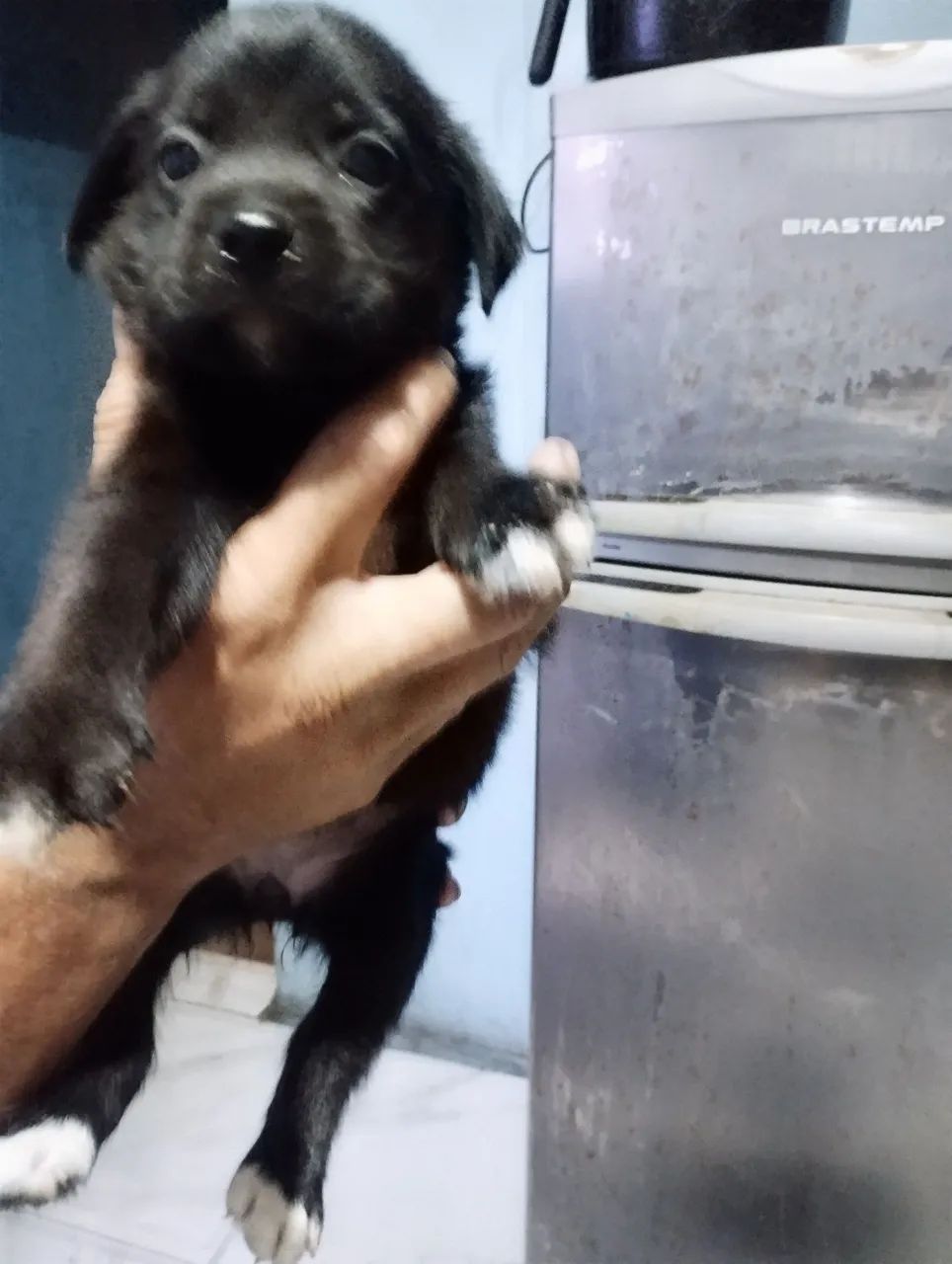 Filhote de cachorro eles são misturado a mãe é rottweiler - Foto 4