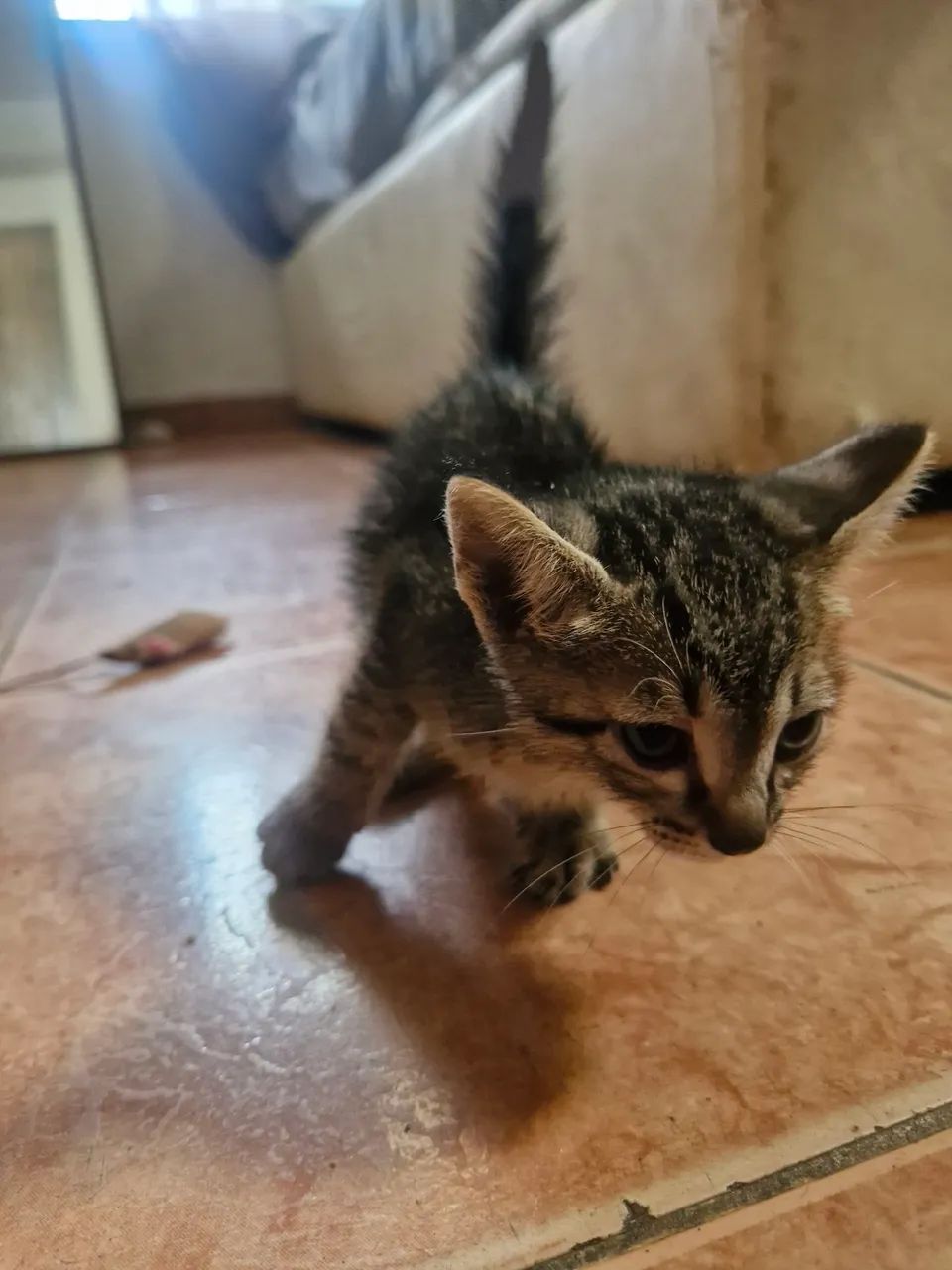 4 Irmãos 2 homens e 2 mulheres. Vacinados 