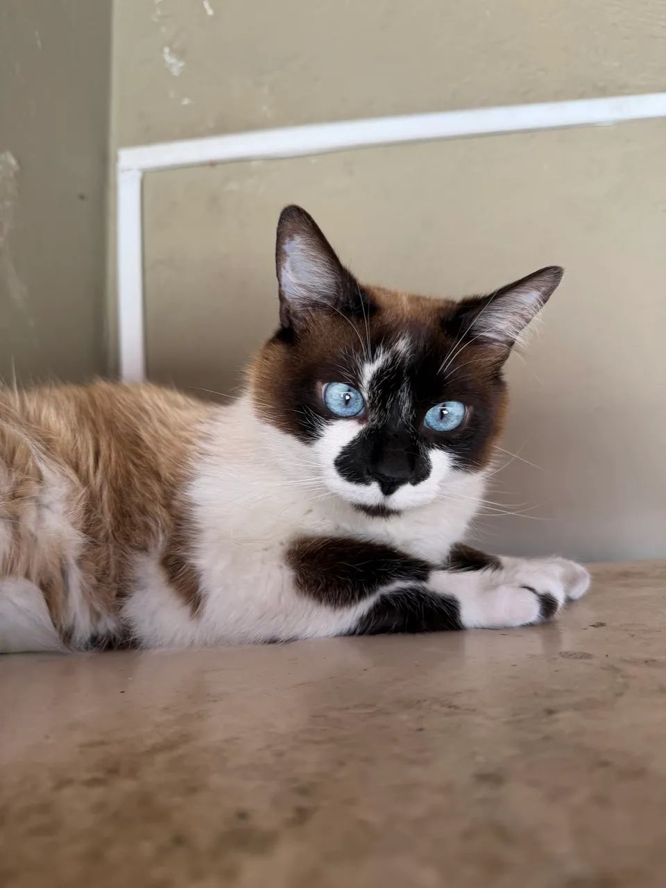 Doação de gatas - Castradas - Foto 2