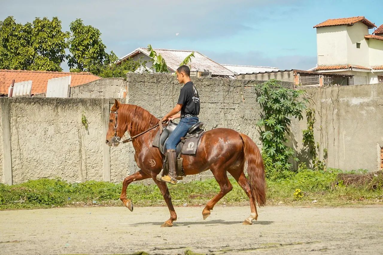 Cavalo - Foto 2