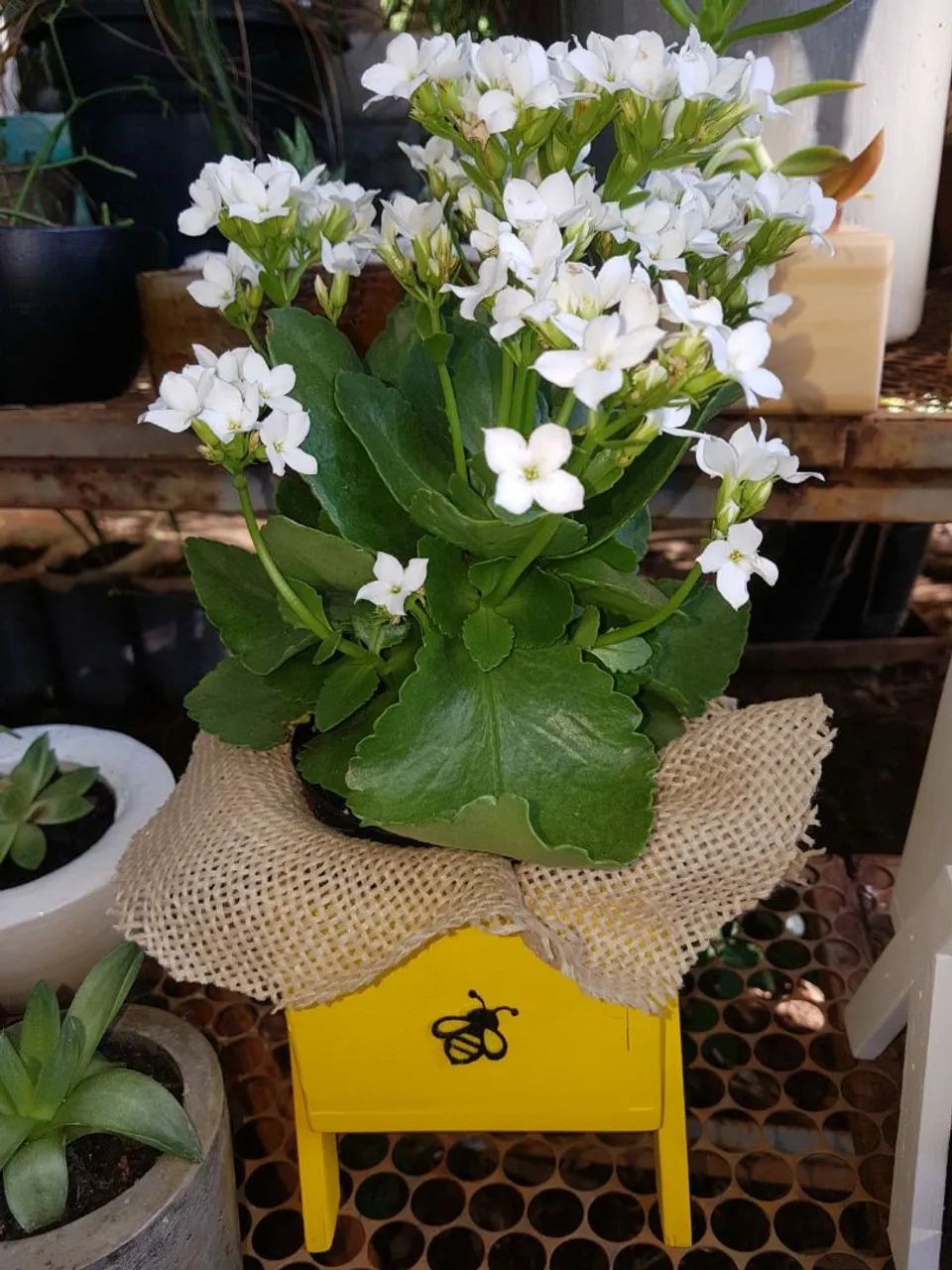 Planta Kalanchoe em vaso