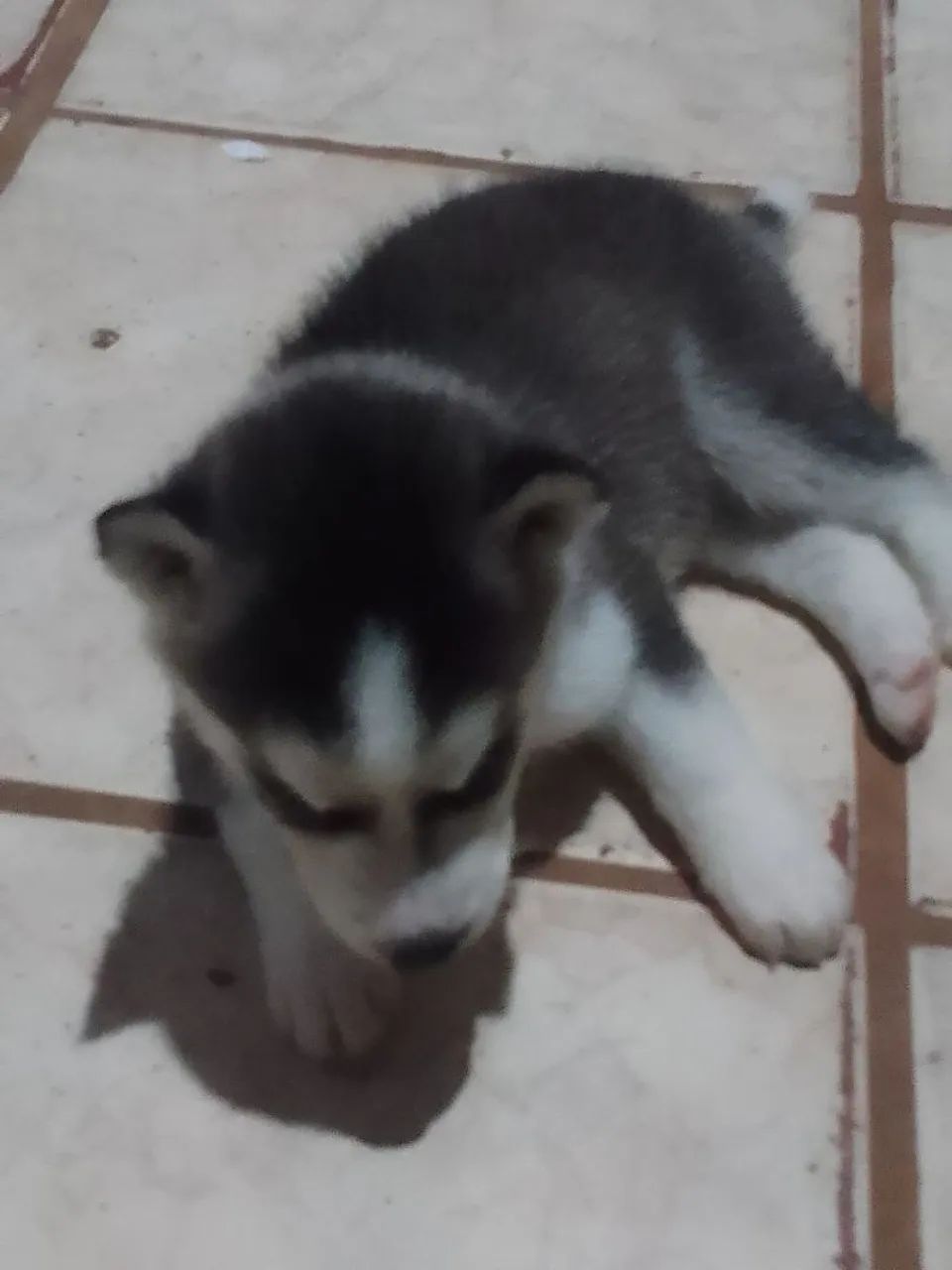 Filhote Husky Siberiano - Foto 4
