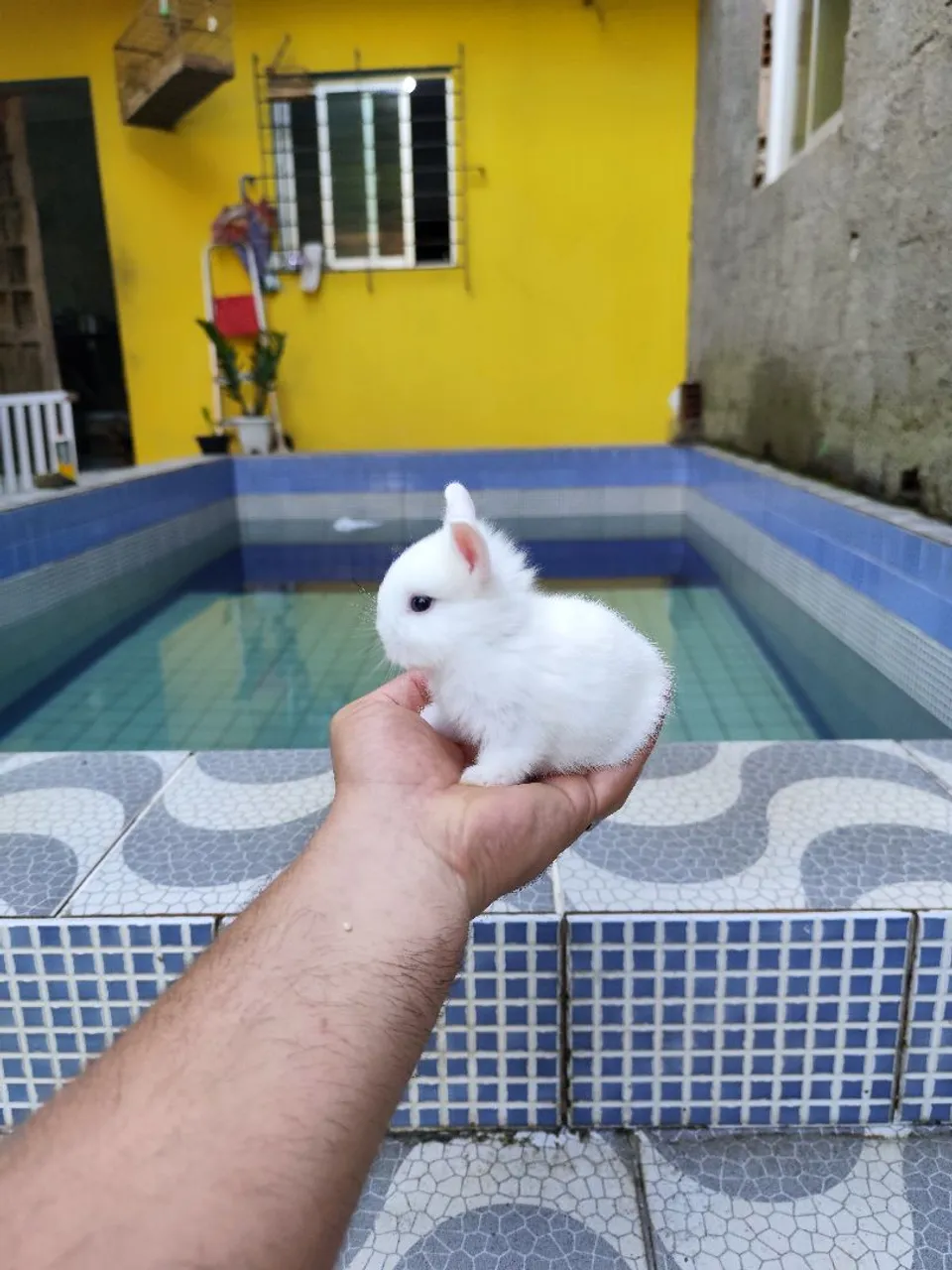 Mini coelho