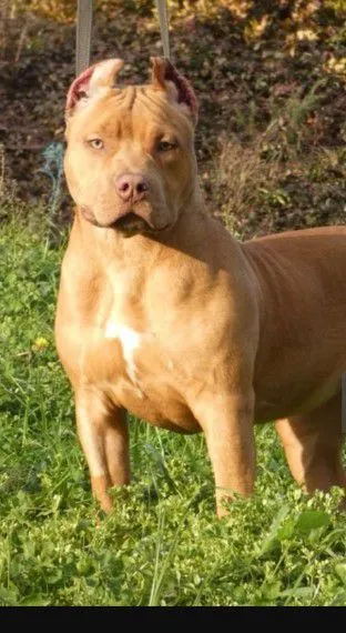 Pitbull filhote disponível para mais informações *