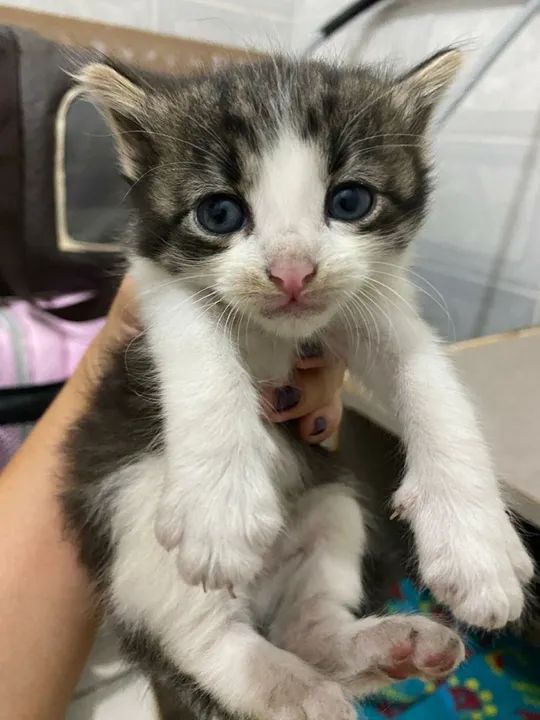 Gatinhos fofinhos para adoção! - Foto 6
