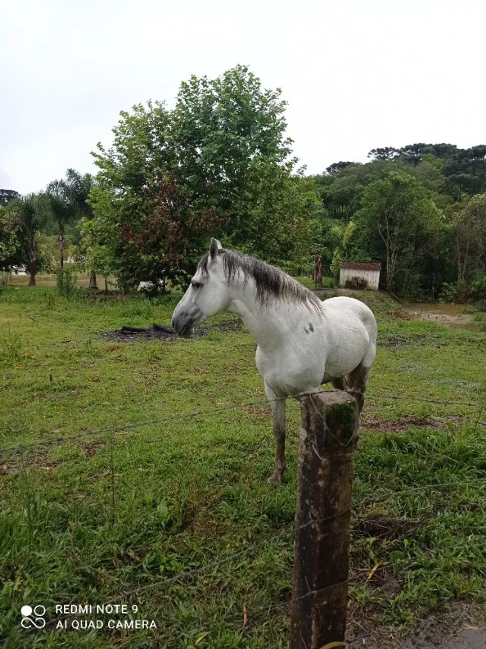 Garanhão mangalarga marchador. - Foto 4