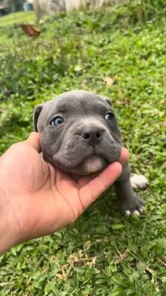 American Bully filhotes 