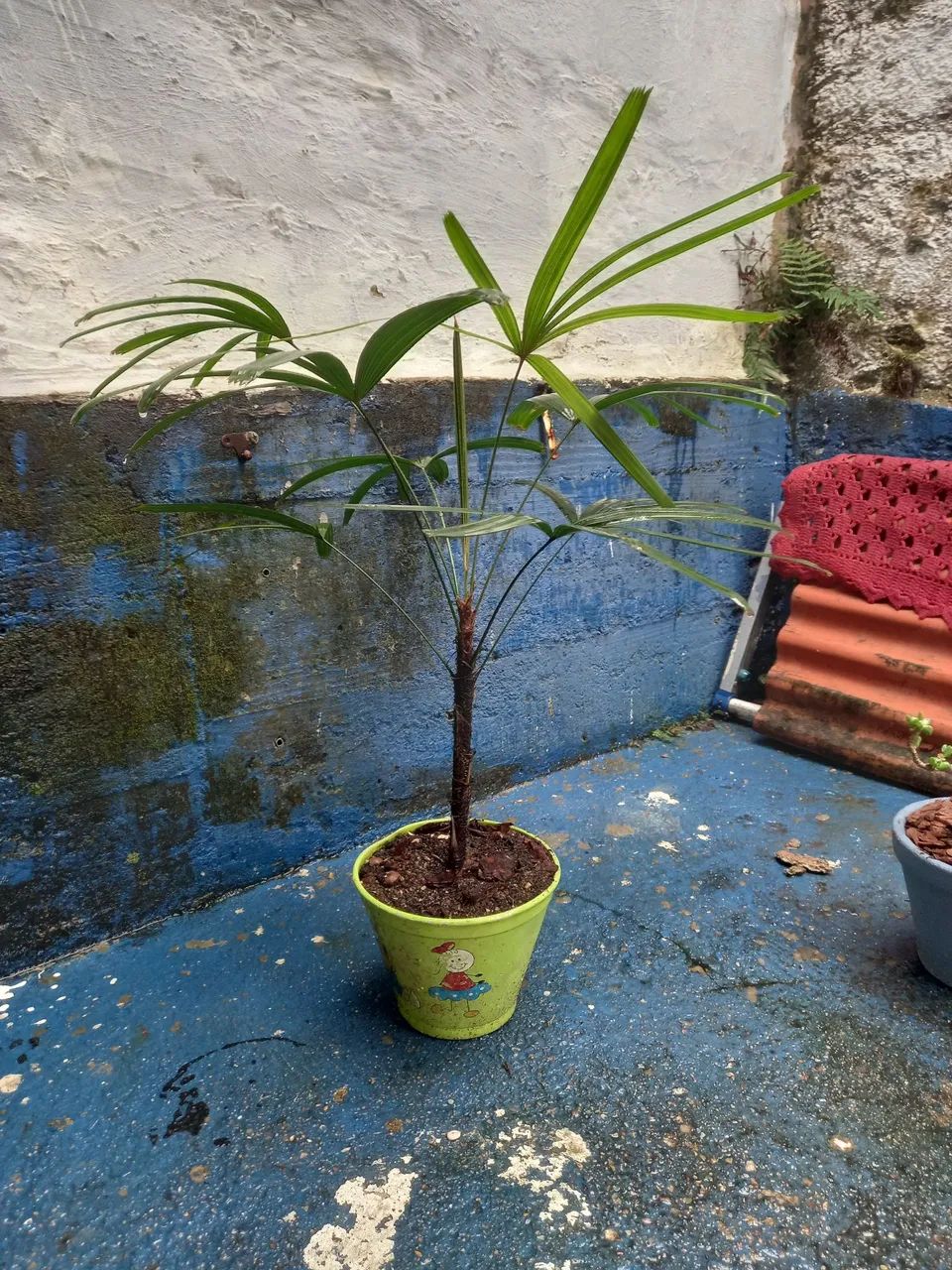 Pra decoração...  - Foto 2